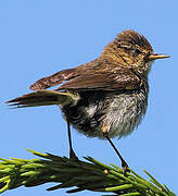 Common Chiffchaff