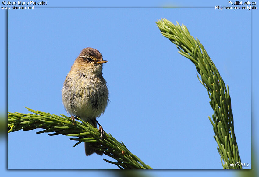 Common Chiffchaff