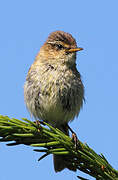 Common Chiffchaff