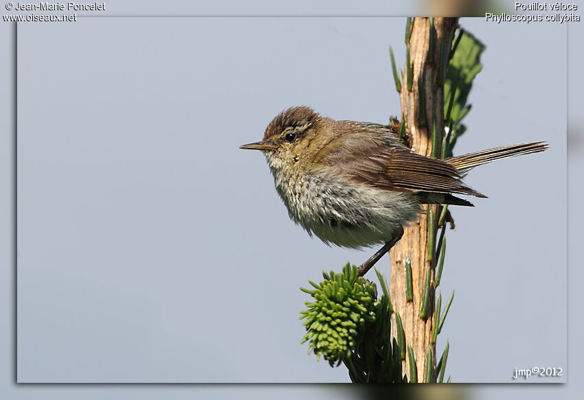 Common Chiffchaff