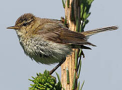 Common Chiffchaff