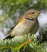 Common Chiffchaff