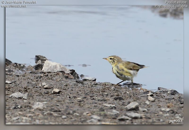 Common Chiffchaff