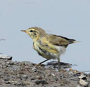 Common Chiffchaff