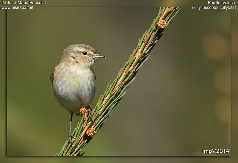 Common Chiffchaff