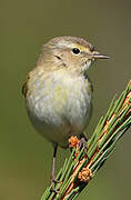 Common Chiffchaff