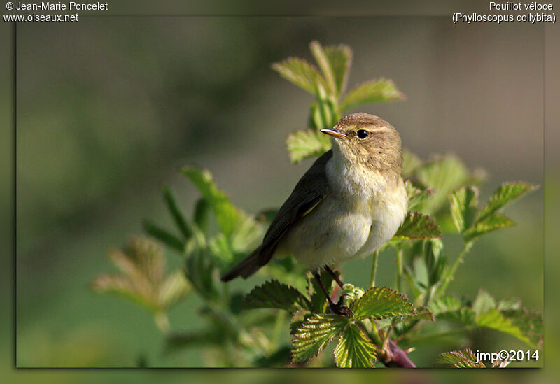 Common Chiffchaff