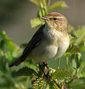 Common Chiffchaff