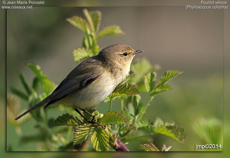 Common Chiffchaff