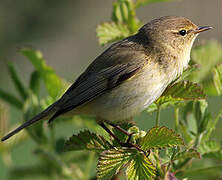 Common Chiffchaff