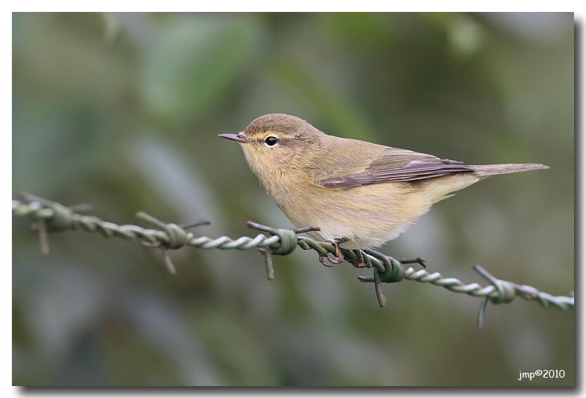 Common Chiffchaff