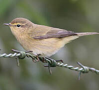 Common Chiffchaff