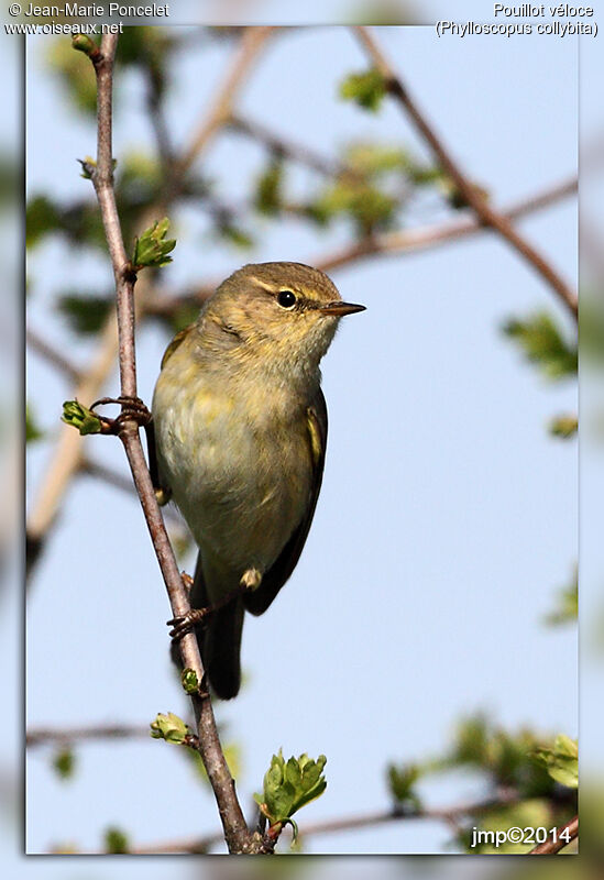 Common Chiffchaff