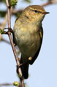 Common Chiffchaff