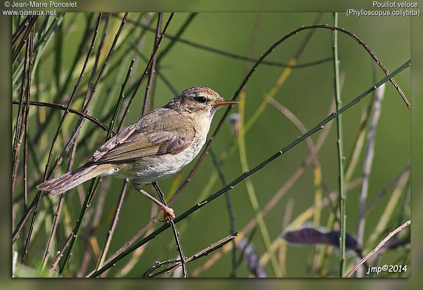 Common Chiffchaff