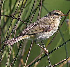 Pouillot véloce