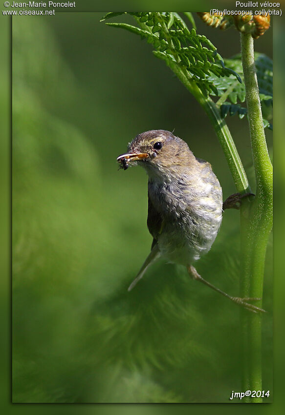 Common Chiffchaff