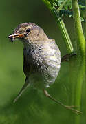 Common Chiffchaff