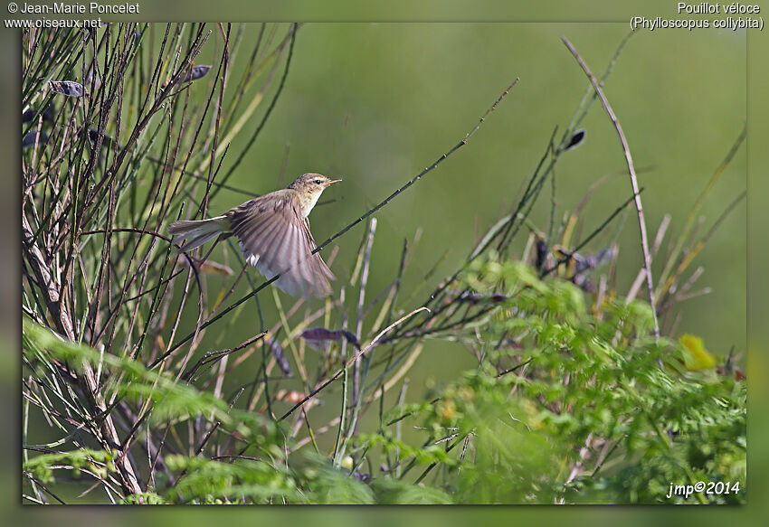 Common Chiffchaff