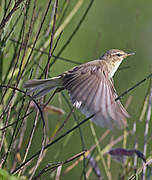 Common Chiffchaff