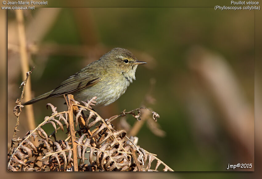 Common Chiffchaff