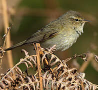 Common Chiffchaff