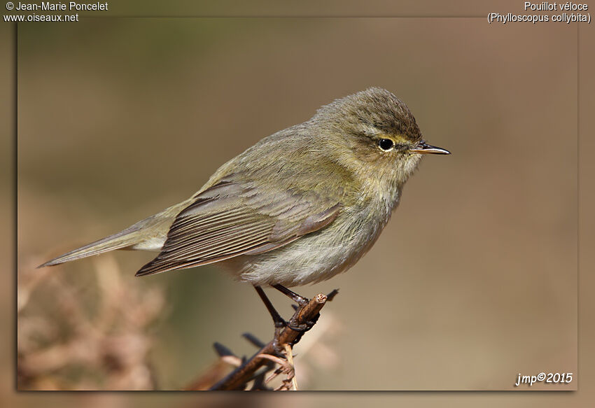 Common Chiffchaff