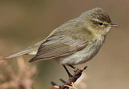 Common Chiffchaff