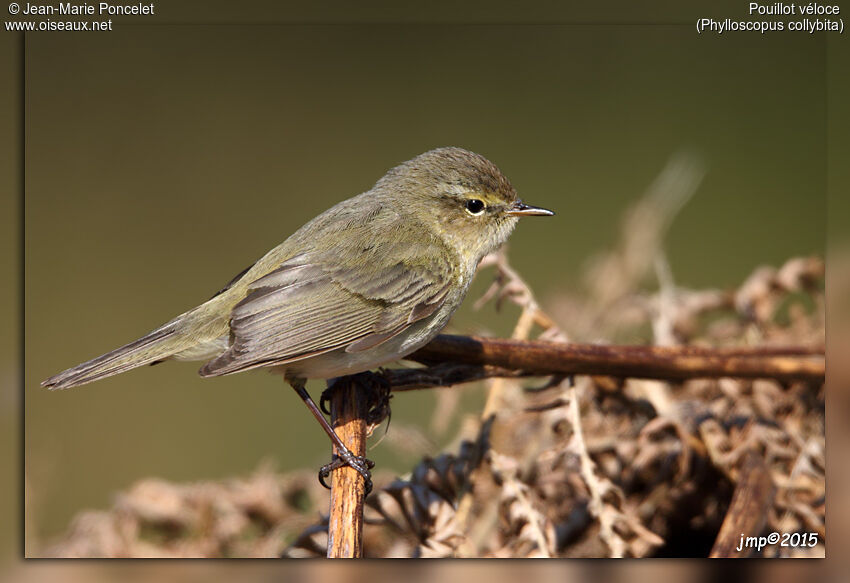 Common Chiffchaff