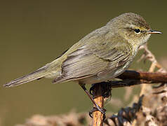 Common Chiffchaff