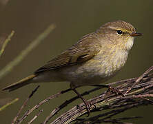 Common Chiffchaff