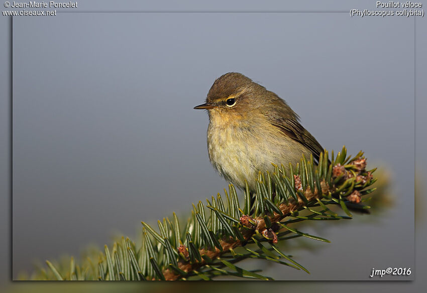 Common Chiffchaff