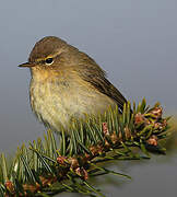 Common Chiffchaff