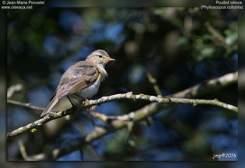 Common Chiffchaff