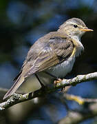 Common Chiffchaff