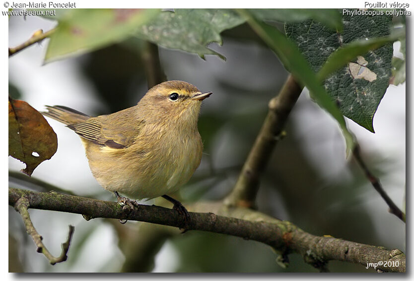 Common Chiffchaff