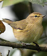 Common Chiffchaff