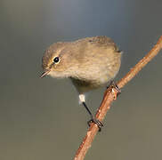 Common Chiffchaff