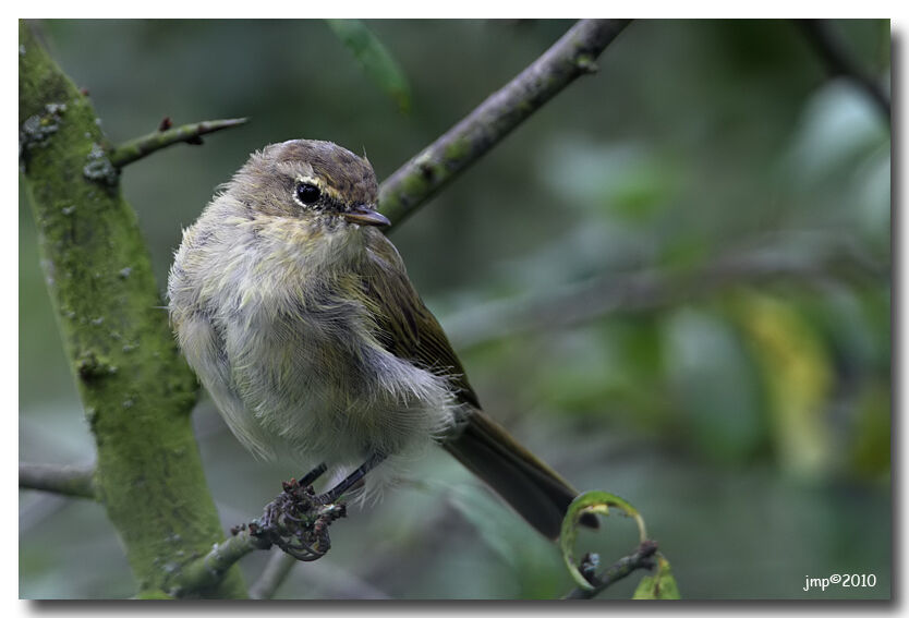 Common Chiffchaff