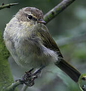 Common Chiffchaff