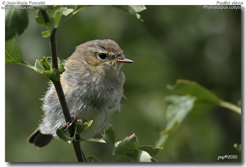 Common Chiffchaff