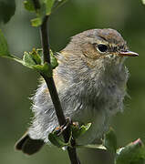 Common Chiffchaff