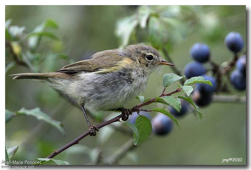 Common Chiffchaffadult transition, identification, moulting