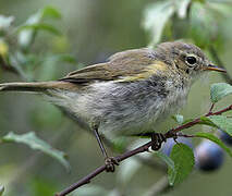 Common Chiffchaff