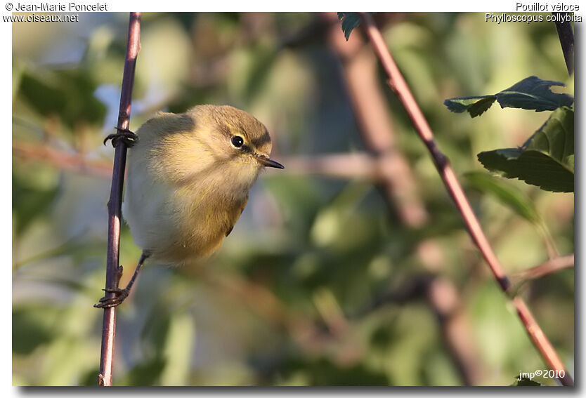 Common Chiffchaff