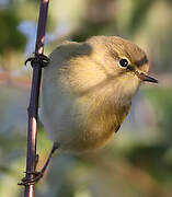 Common Chiffchaff