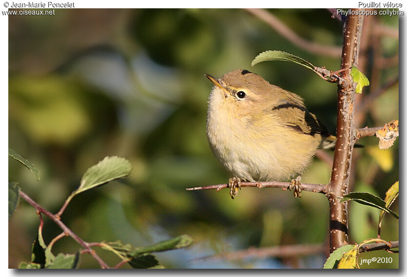 Common Chiffchaff