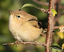 Common Chiffchaff