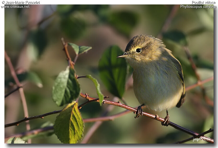 Common Chiffchaff