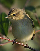 Common Chiffchaff